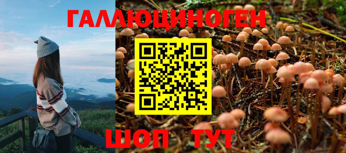 Урус-Мартан  Галлюциногенные грибы Psilocybe  купить   Вход с VPN 